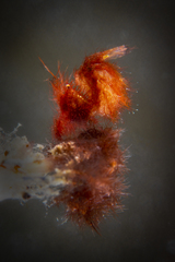 Phycocaris simulans