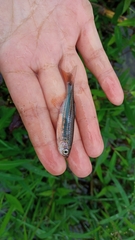 Devario aequipinnatus