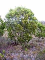 Hakea drupacea