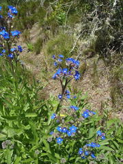 Anchusa capensis