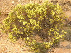 Leucadendron modestum