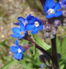 Anchusa capensis