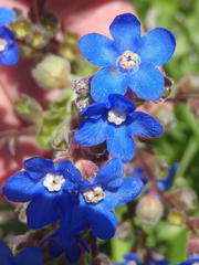 Anchusa capensis