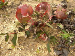 Protea cordata