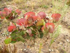 Protea cordata