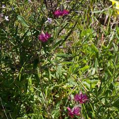 Silene ornata