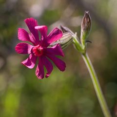 Silene ornata