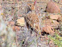 Chersomanes albofasciata
