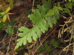 Asplenium praemorsum