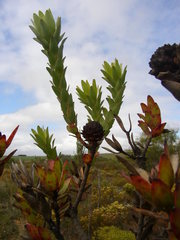 Leucadendron elimense elimense