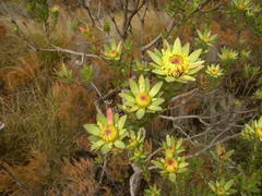 Leucadendron elimense elimense