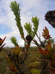 Leucadendron elimense elimense