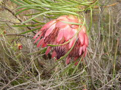 Protea pudens