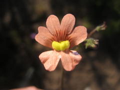 Nemesia affinis