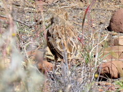 Chersomanes albofasciata