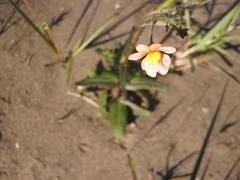 Nemesia affinis