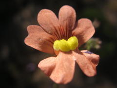Nemesia affinis