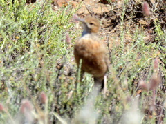 Chersomanes albofasciata