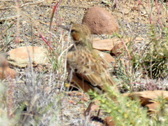 Chersomanes albofasciata