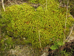 Leptodontium