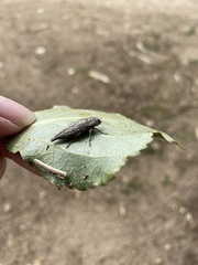 Dicerca tenebrica