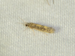 Agraylea