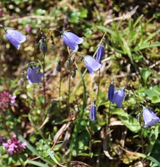 Campanula cochleariifolia