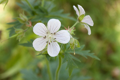 Geranium albiflorum