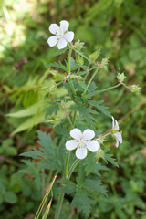 Geranium albiflorum