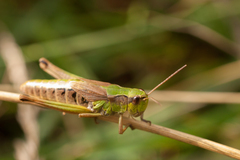 Chorthippus fallax fallax