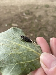 Dicerca tenebrica