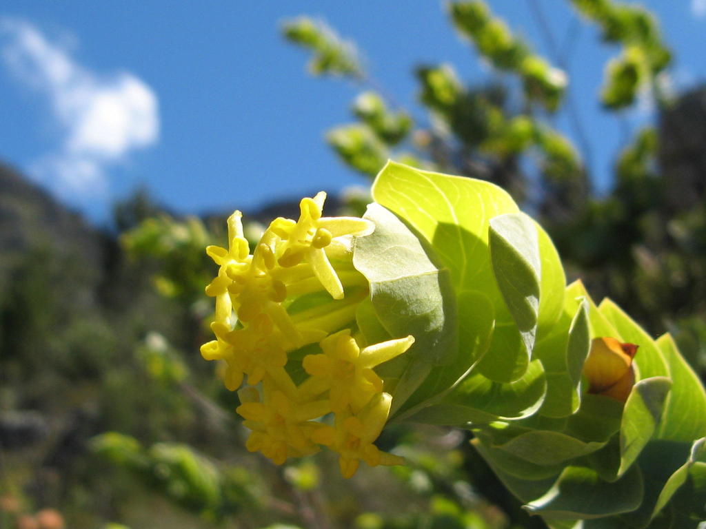 Gnidia insignis