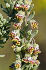 Eriocephalus racemosus racemosus