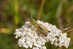 Chorthippus fallax fallax