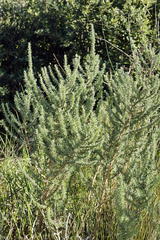 Eriocephalus racemosus racemosus