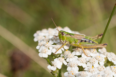 Chorthippus fallax fallax