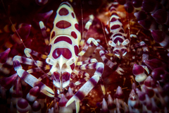 Periclimenes colemani