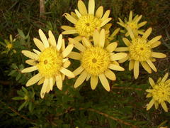 Leucadendron elimense elimense