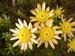 Leucadendron elimense elimense
