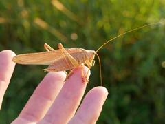 Tettigonia viridissima