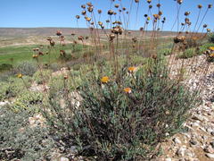 Leucoptera subcarnosa