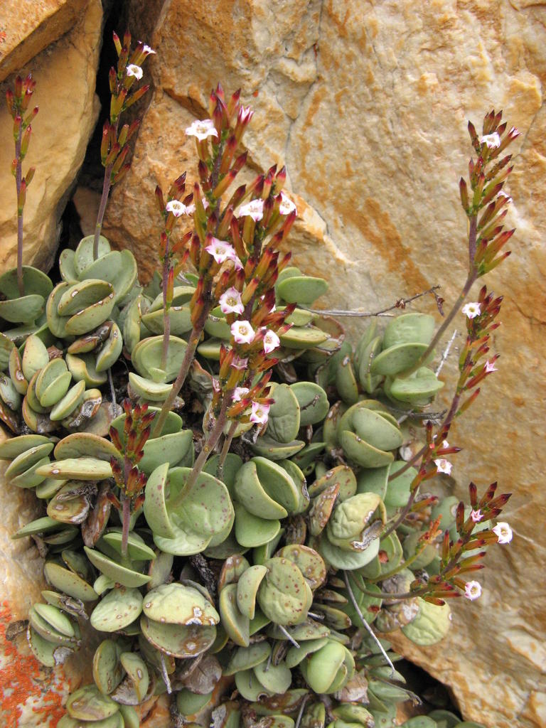 Adromischus subdistichus