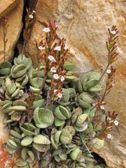 Adromischus subdistichus