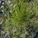Eragrostis pectinacea - Photo (c) Rob Curtis,  זכויות יוצרים חלקיות (CC BY-NC-SA), uploaded by Rob Curtis