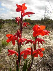 Watsonia spectabilis