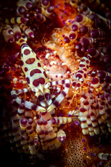 Periclimenes colemani