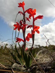 Watsonia spectabilis