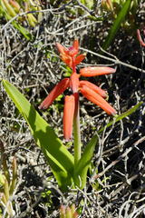 Lachenalia bulbifera