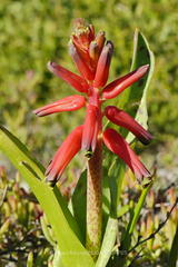 Lachenalia bulbifera