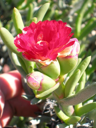 Ruschia marianae